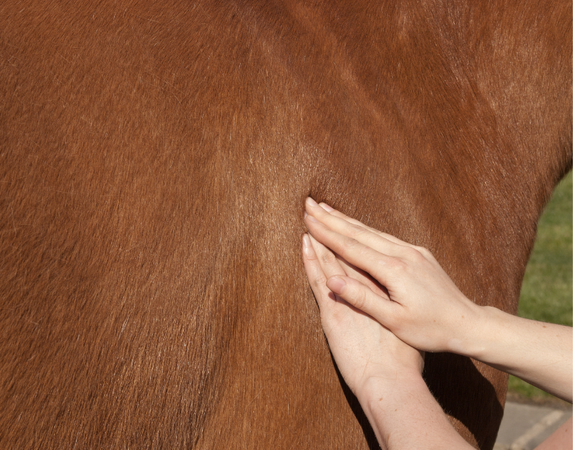 couleur abdominale cheval